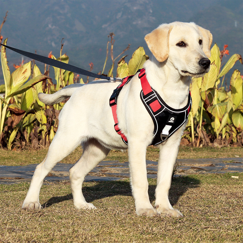 犬 ハーネス アウトドア対応 機能美ハーネス