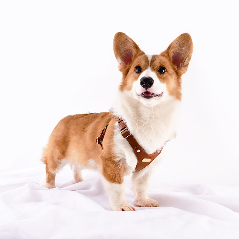 https://fulmo-img-server.com/wonderfulharness/ab695d34-b1e4-4c4f-bbed-acc030604111.jpg
