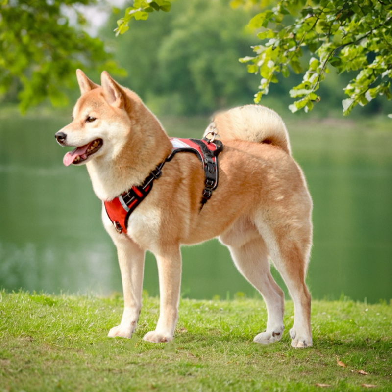 犬 ハーネス シンプル フィット ハーネス