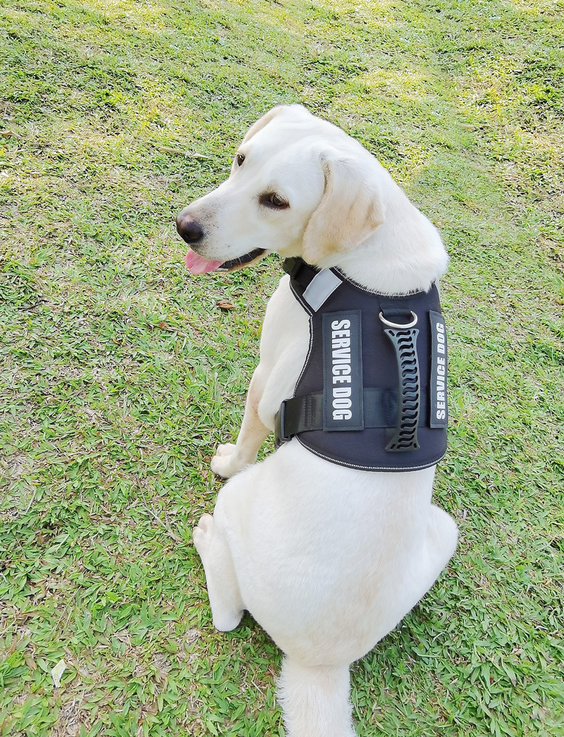 https://fulmo-img-server.com/wonderfulharness/ad980a85-7b11-42e0-9e6d-3dcffd27de1e.jpg