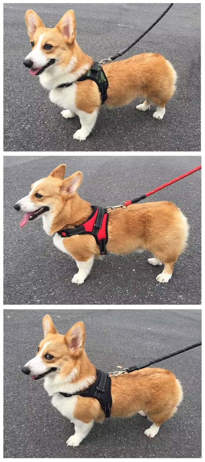 犬 ハーネス 楽らくフィット ハーネス革命