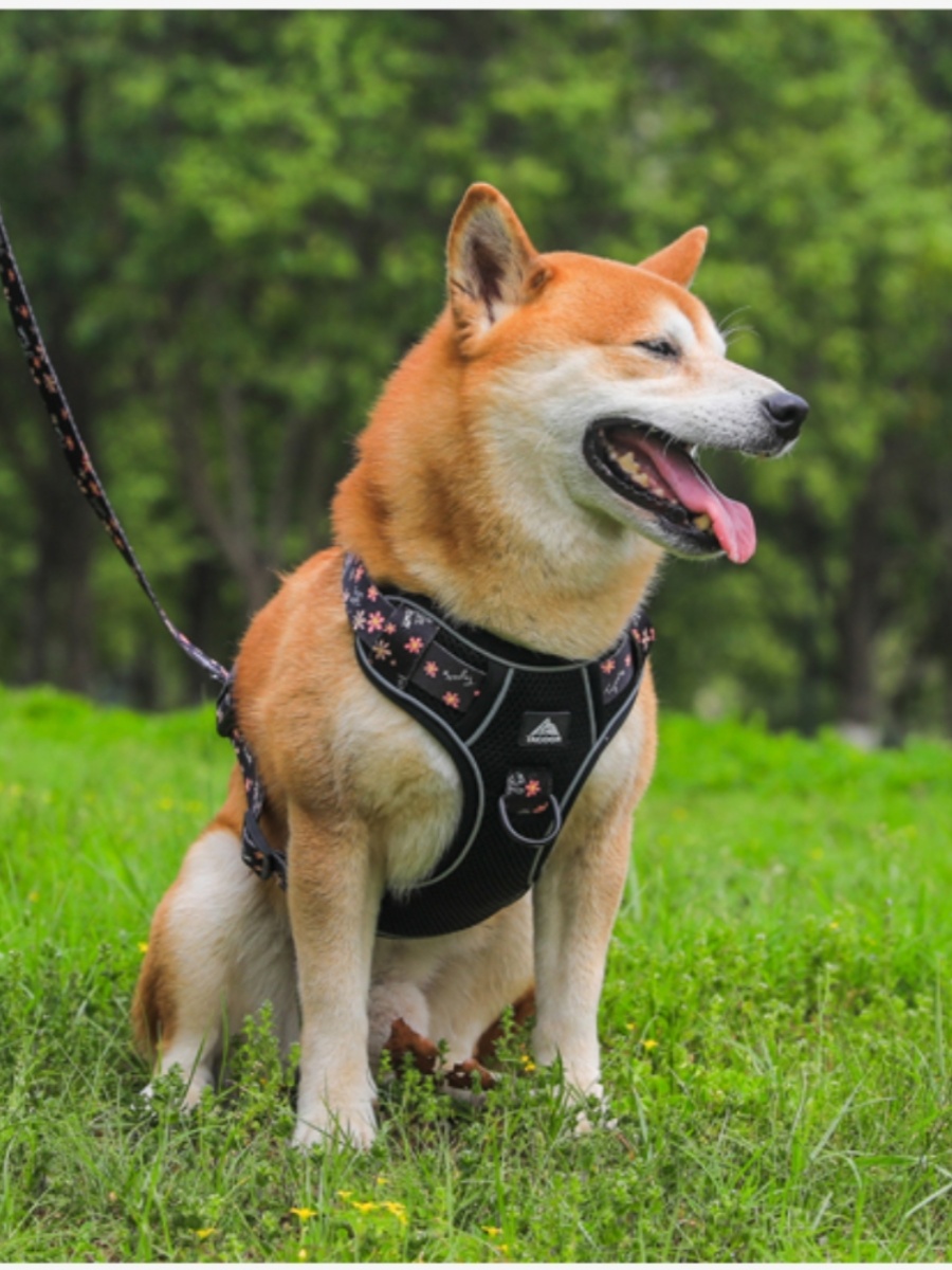 犬 ハーネス 涼風フラワーメッシュハーネス