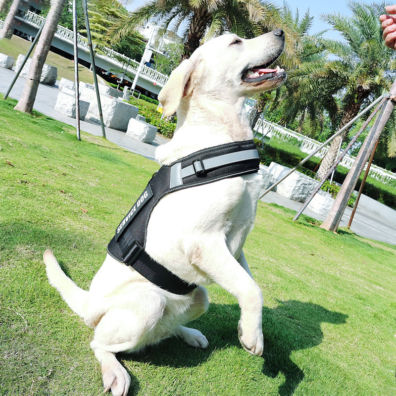 https://fulmo-img-server.com/wonderfulharness/b130eeb0-e83f-41e3-a1e1-2e81ed901690.jpg