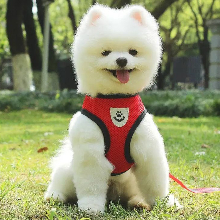 犬 ハーネス やさしい呼吸メッシュハーネス
