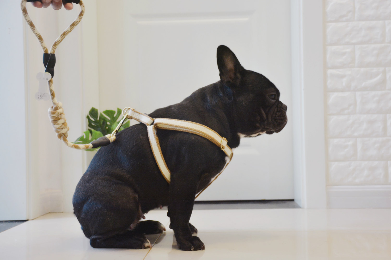 犬 ハーネス 上質な職人仕上げ 簡素美ハーネス