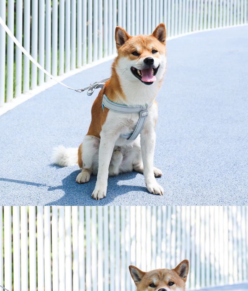 犬 ハーネス やわらか快適 シンプルメッシュハーネス