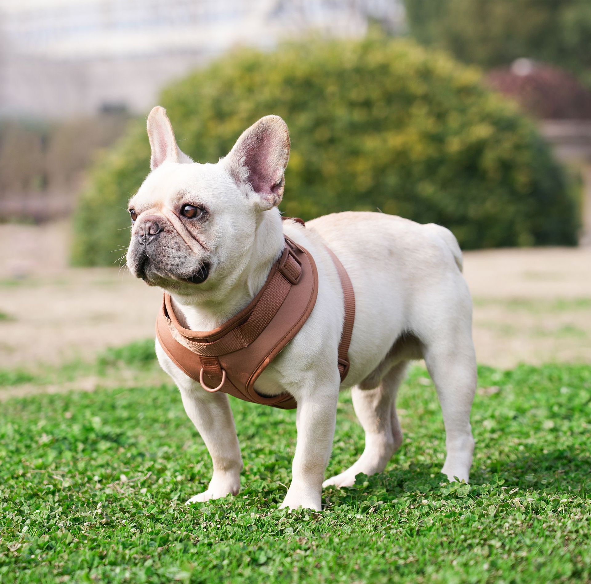 犬 ハーネス やさしさ包む ふわふわハーネスセット