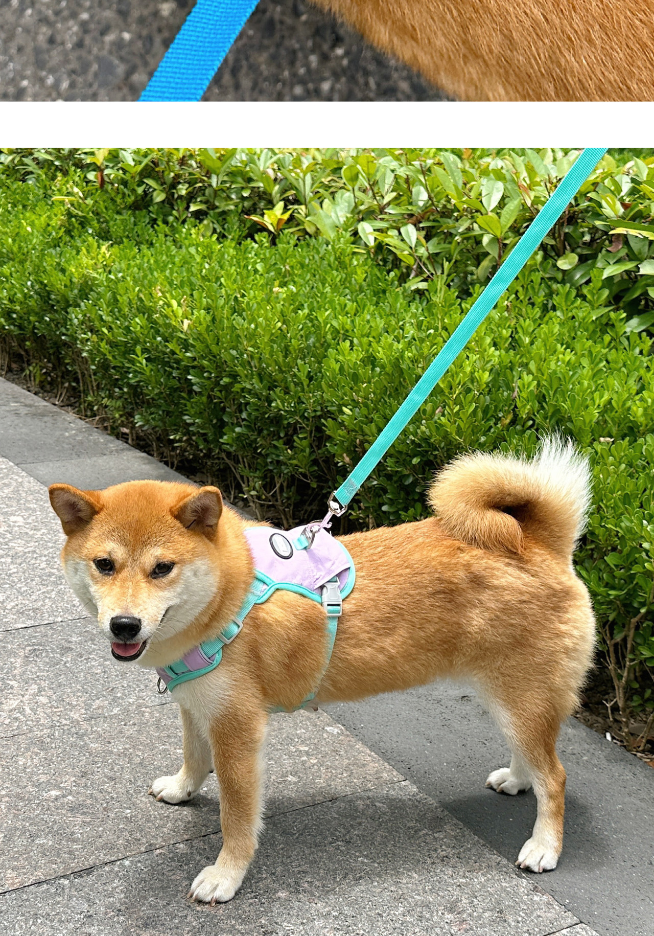 犬 ハーネス やさしさ包む 四季の散歩ハーネス