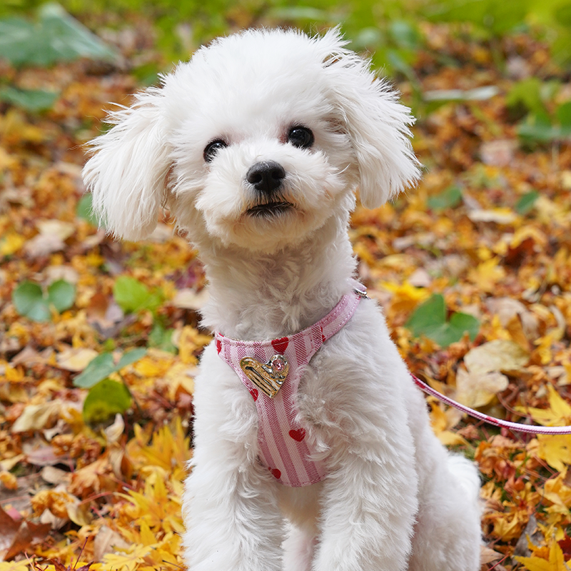 犬 ハーネス 閃耀心形宝石ハーネス