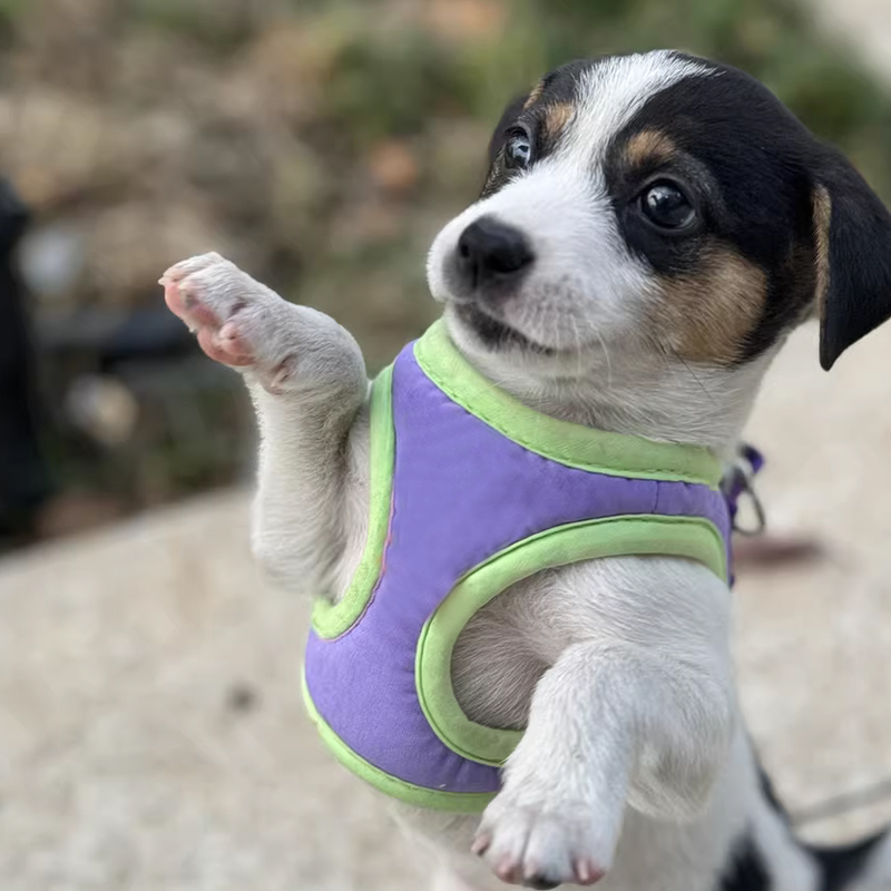 犬 ハーネス なめらか軽量ハーネス