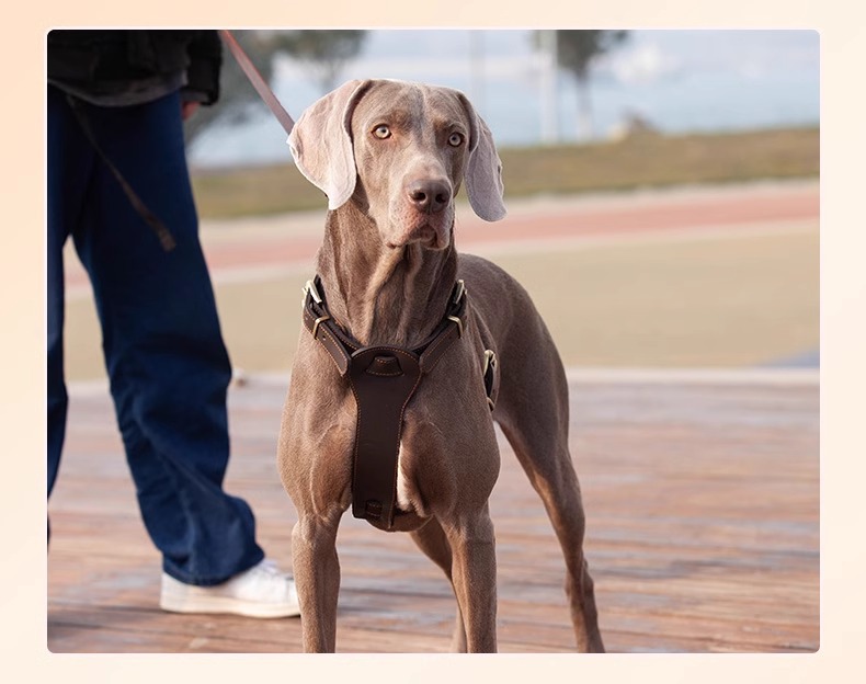 犬 ハーネス 胸あて首輪 ゆったりフィット