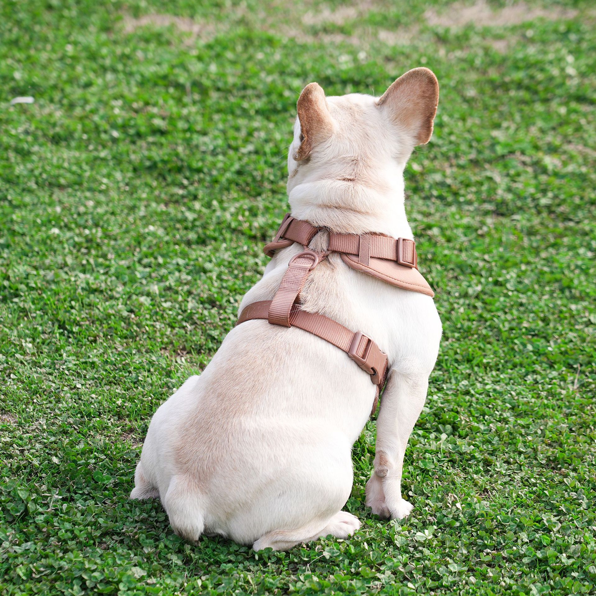 犬 ハーネス やさしさ包む 軽やか散歩ハーネス