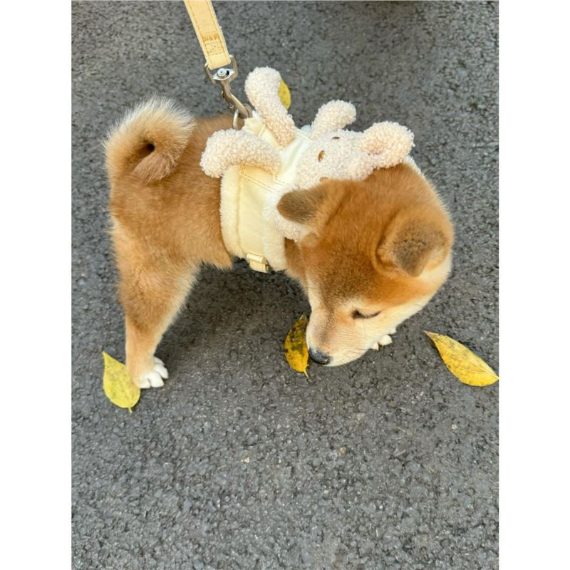 犬 ハーネス ふわもこウィングハーネス