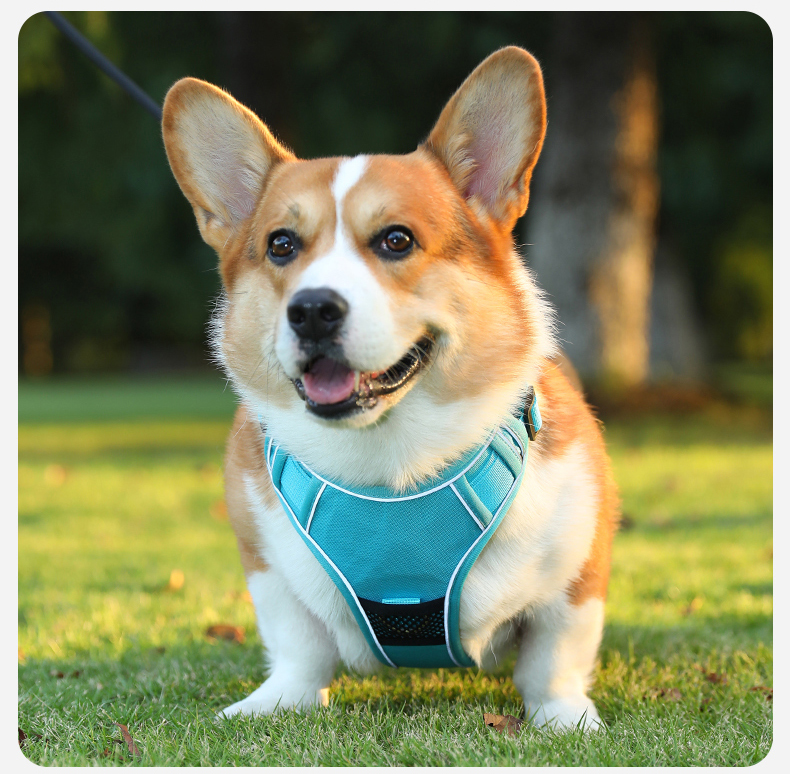 犬 ハーネス やさしさ包む 軽量ハーネス
