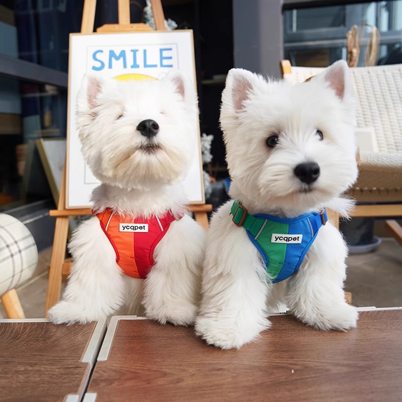犬 ハーネス いきいきポップ配色の小型犬用胴輪