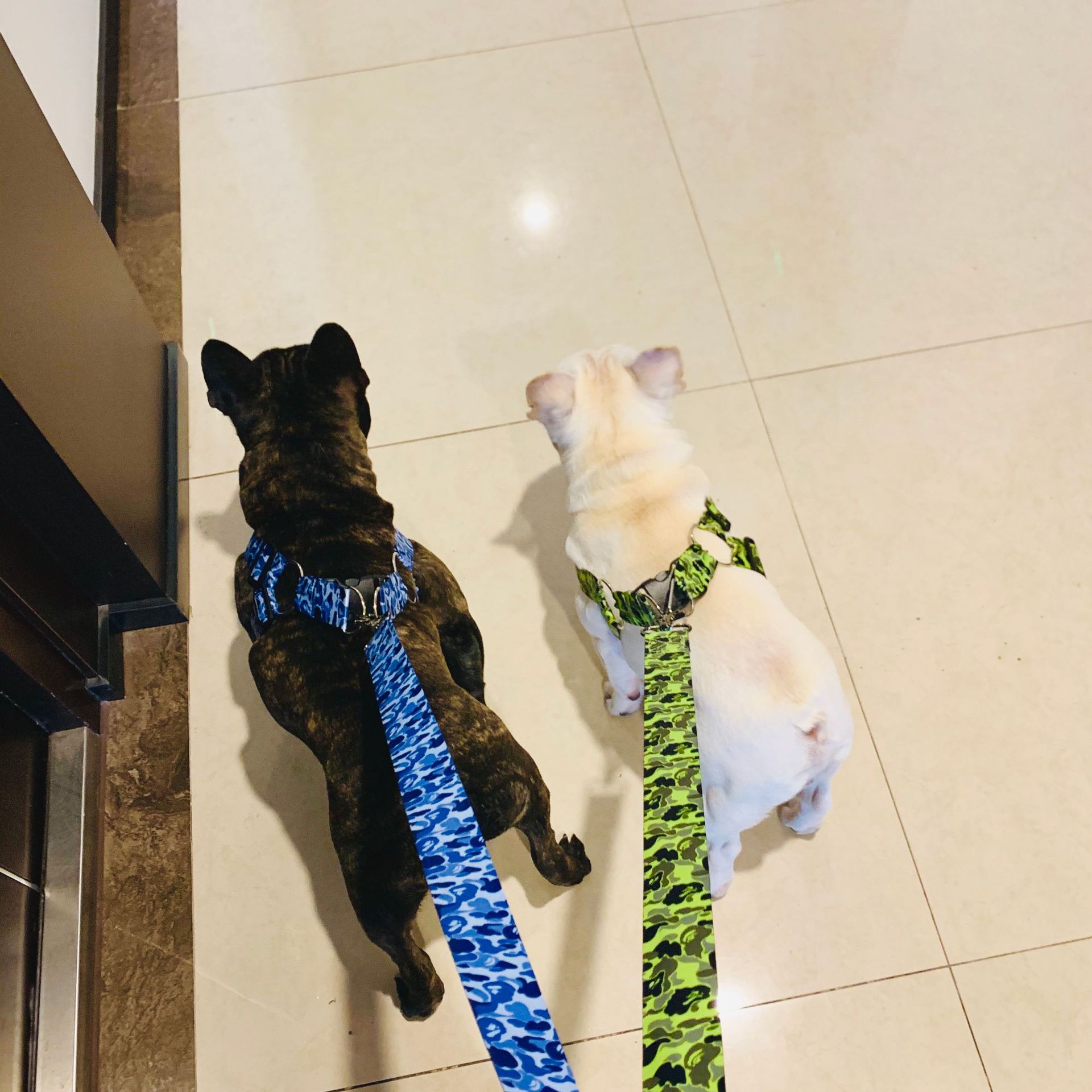 犬 ハーネス やさしい着心地の散歩用装具
