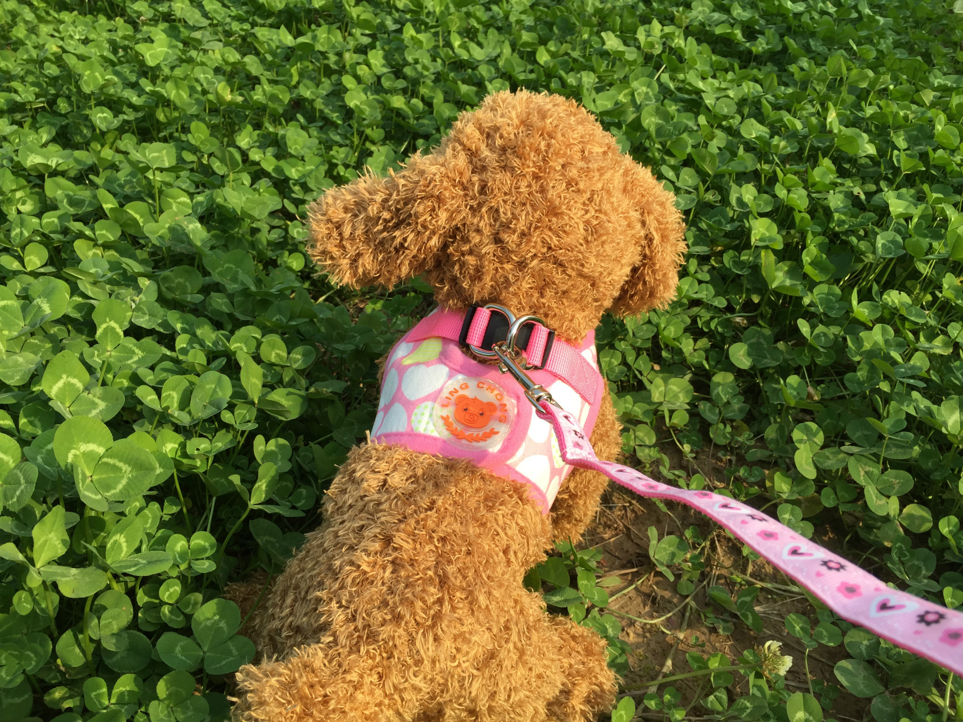 犬 ハーネス やわらか星空ハーネス