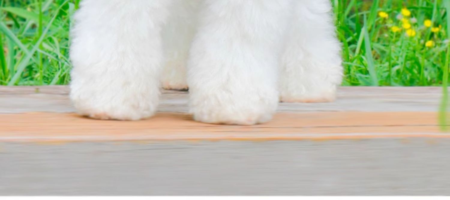 犬 ハーネス ふんわりレース花飾りハーネス