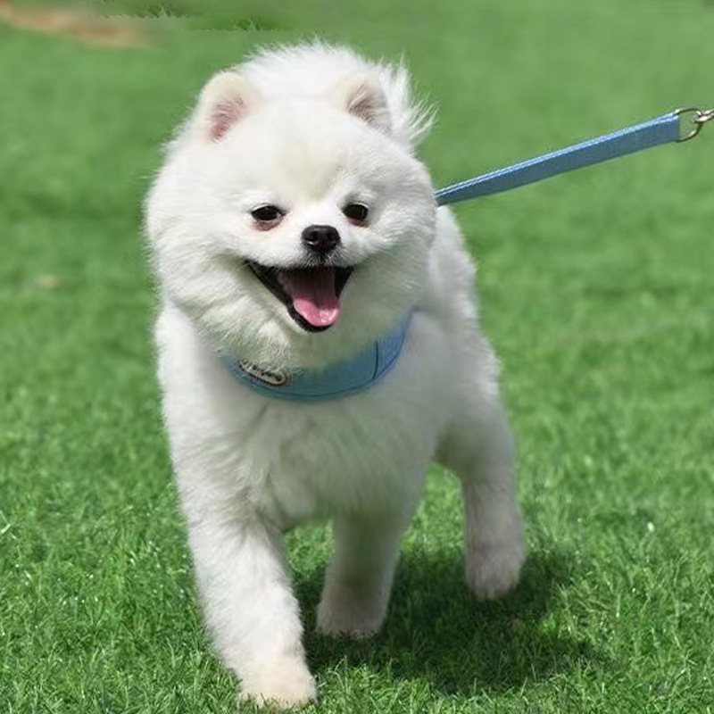 犬 ハーネス やわらか快適ハーネス
