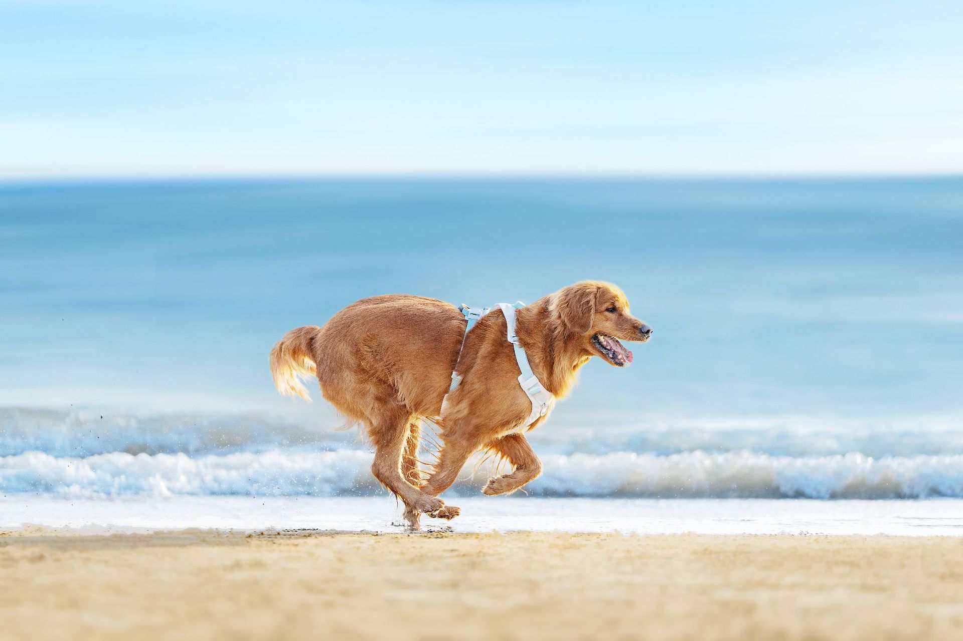 犬 ハーネス 安心快適 やさしいフィット ハーネス