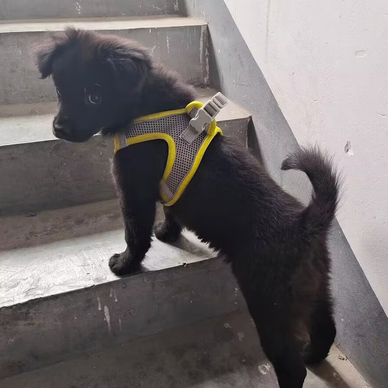 犬 ハーネス メッシュ素材の軽量ハーネス