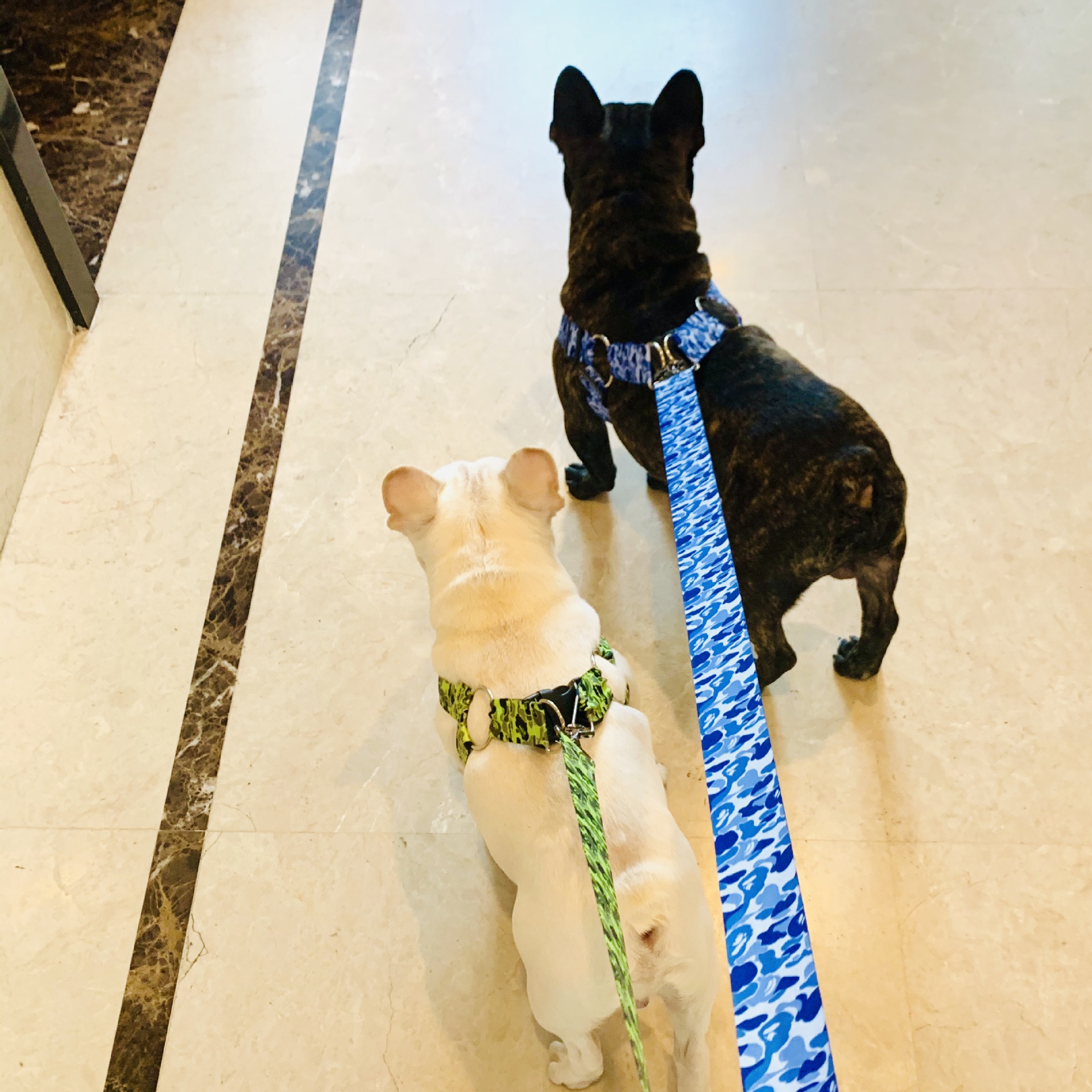 犬 ハーネス やさしい着心地の散歩用装具