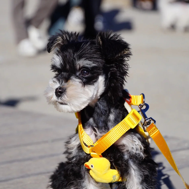 犬 ハーネス アヒル柄 お散歩快適ハーネス