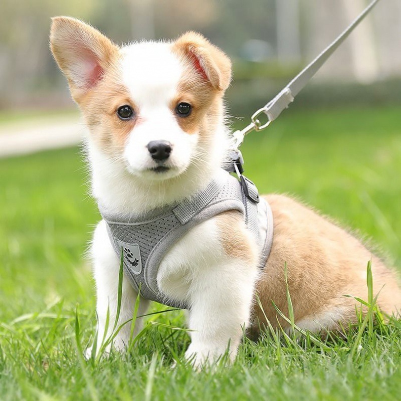 犬 ハーネス やわらか通気メッシュハーネス