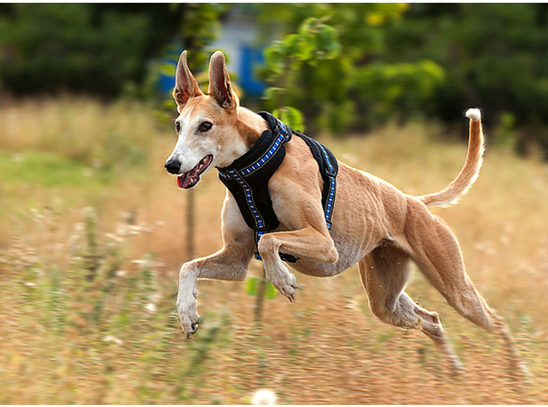 犬 ハーネス スリムフィット アウトドアハーネス