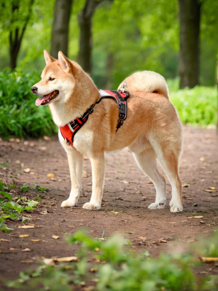 犬 ハーネス シンプル フィット ハーネス