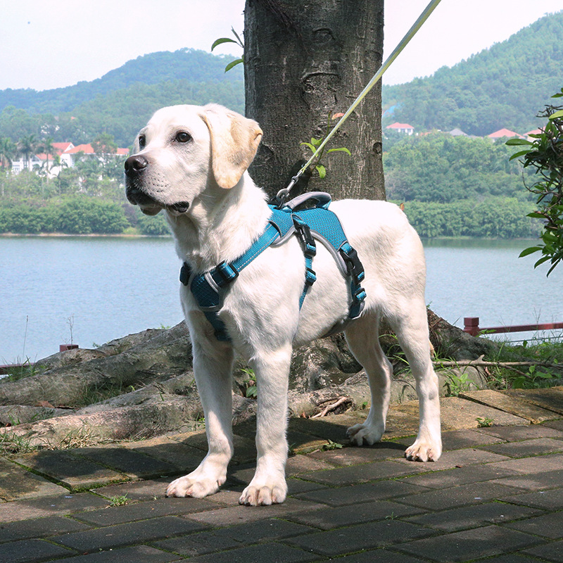 犬 ハーネス やさしさ包む 軽量メッシュハーネス