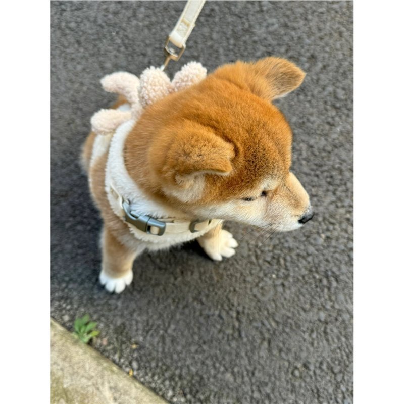 犬 ハーネス ふわもこウィングハーネス