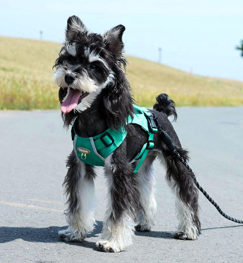 犬 ハーネス やさしさ包む コンフォートハーネス