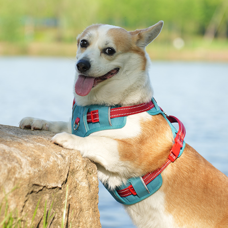 犬 ハーネス やさしさ包む ふんわりメッシュハーネス