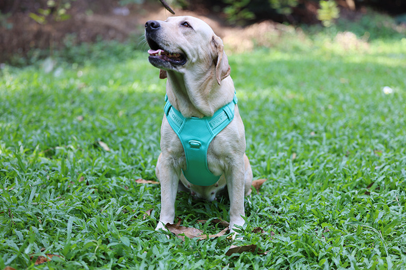 犬 ハーネス やさしさ包む 軽やか ベーシックハーネス