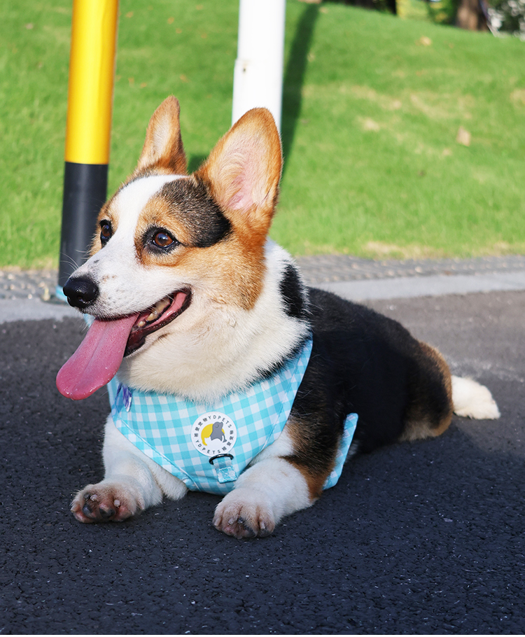 犬 ハーネス 格子柄パピーハーネスセット