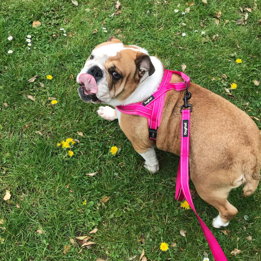 犬 ハーネス ペット用 やさしい肩あて機能付きハーネス