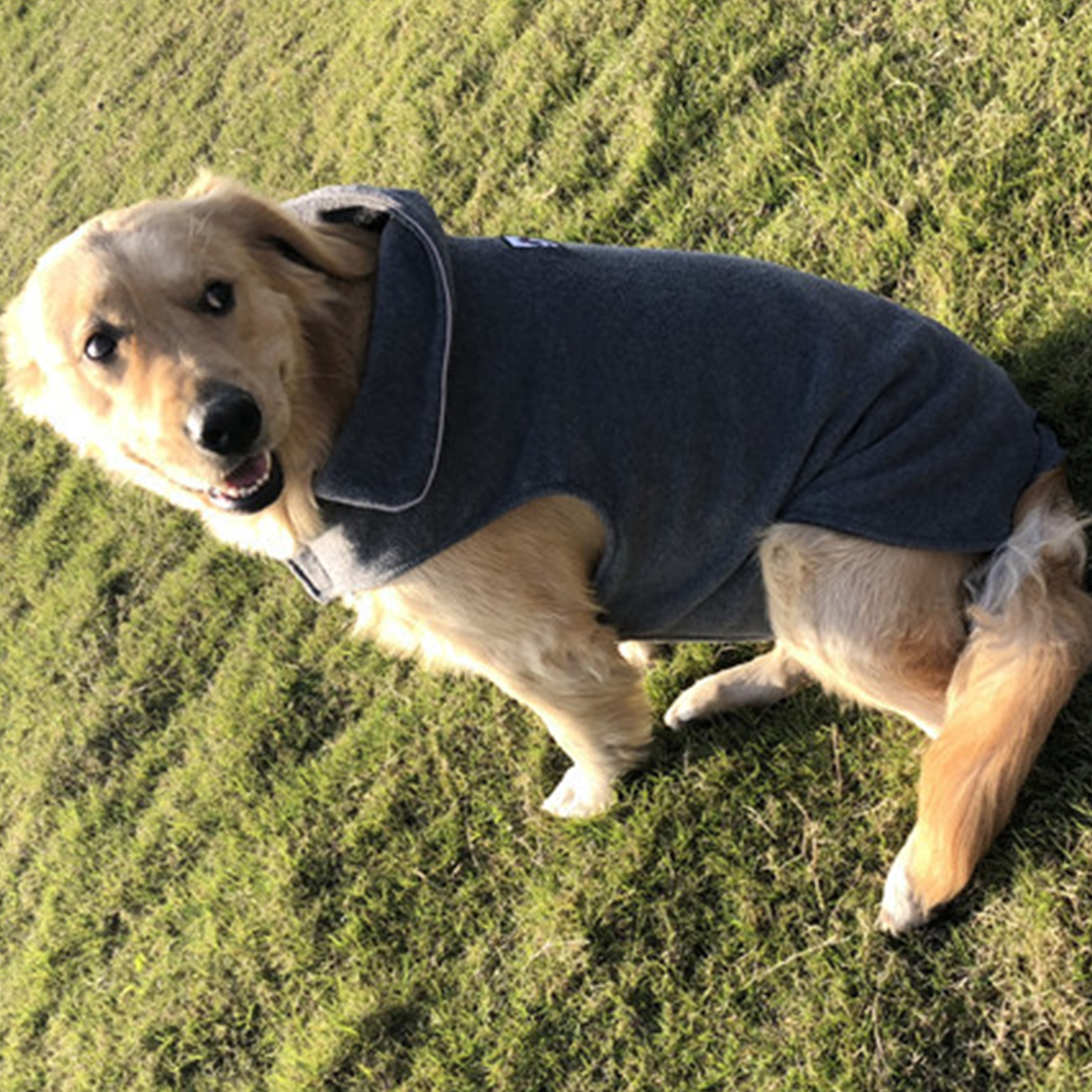 愛犬の快適さを第一に！プロが選ぶベストハーネスのおすすめ5選