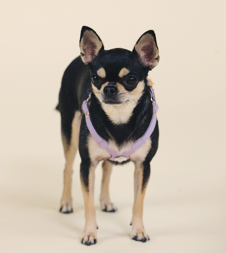 犬 ハーネス やわらか革調ハーネス