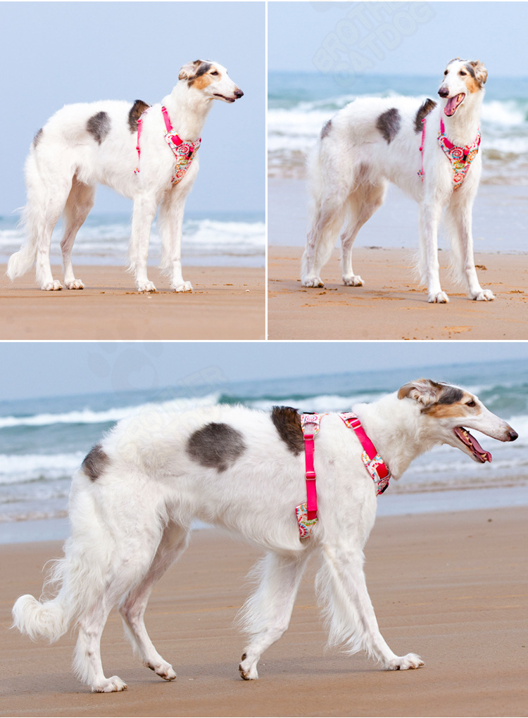 犬 ハーネス 涼やか星空ハーネス