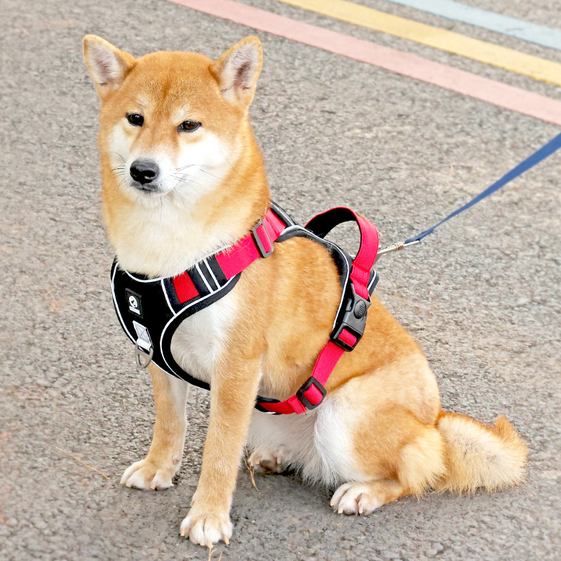 犬 ハーネス やさしい装着感 簡単ハーネス