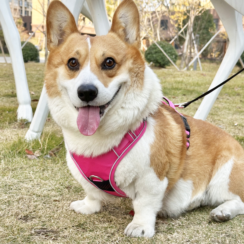犬 ハーネス やさしさ包む 軽量ハーネス