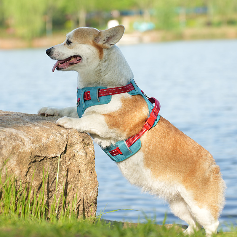 犬 ハーネス やさしさ包む ふんわりメッシュハーネス