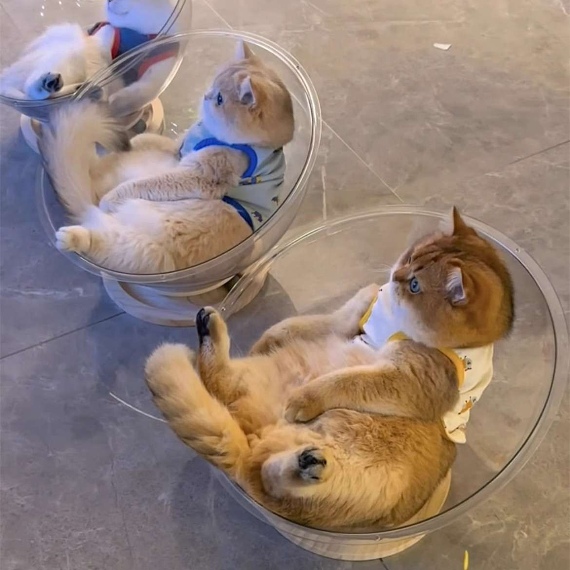 ボウル型猫ぬいぐるみセット