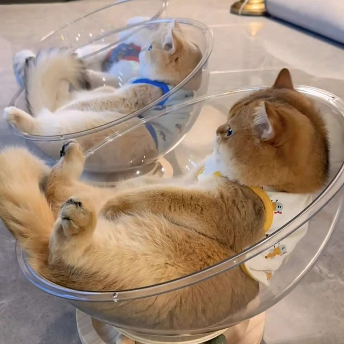 ボウル型猫ぬいぐるみセット