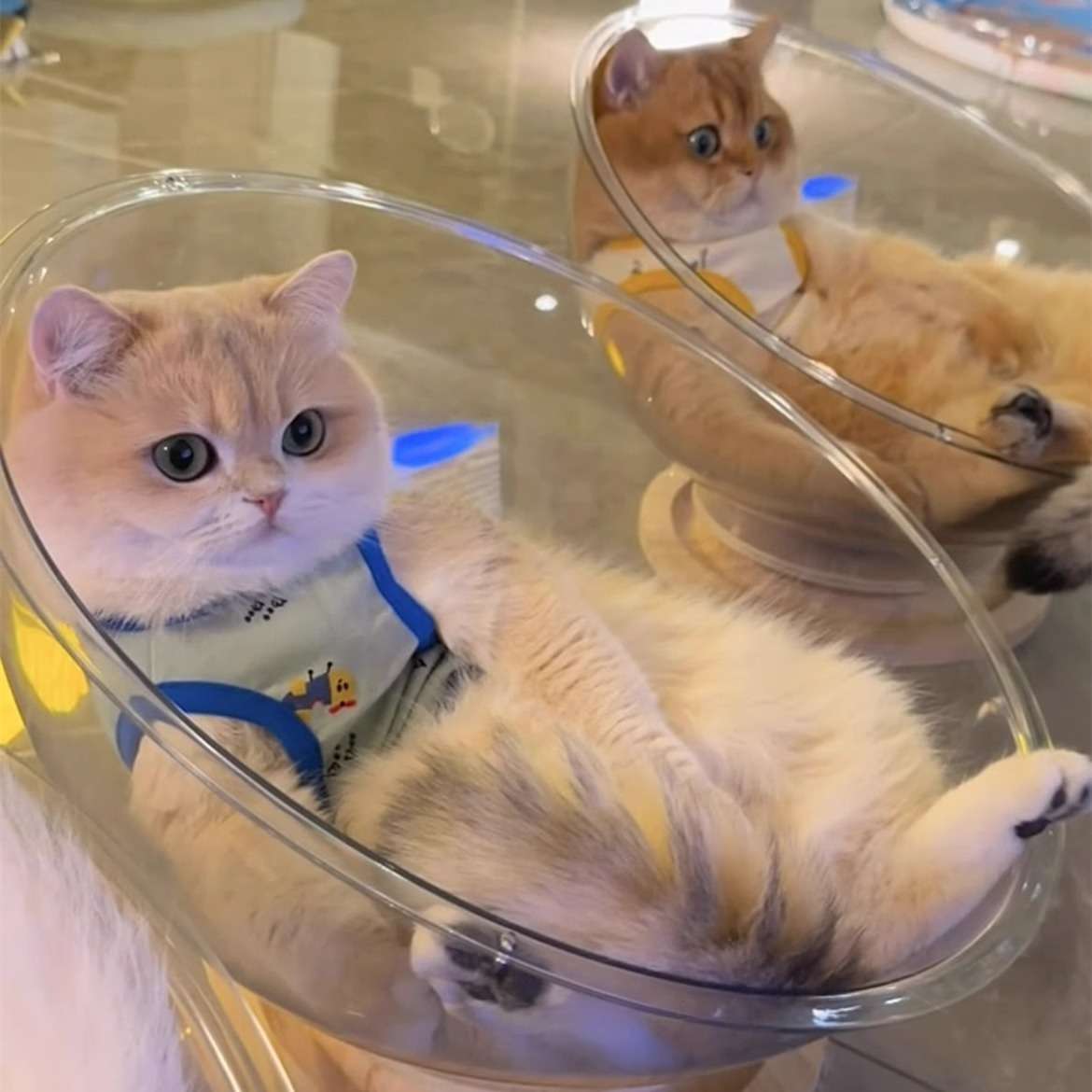 猫 ぬいぐるみ