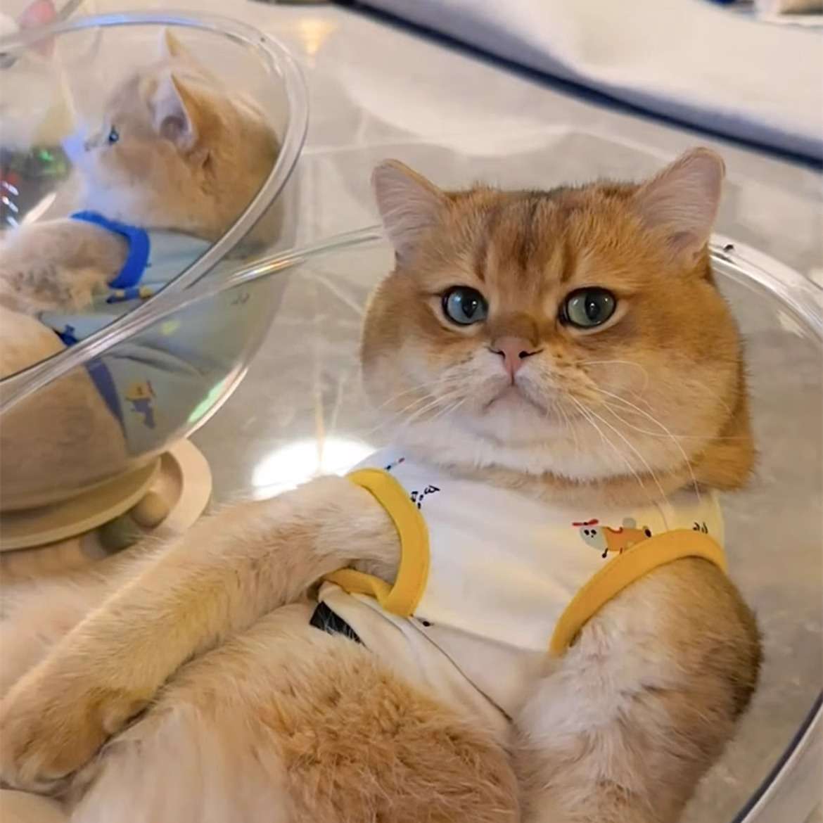 ボウル型猫ぬいぐるみセット